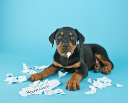 Dogs Don't Eat Homework: Join the Paperless Revolution